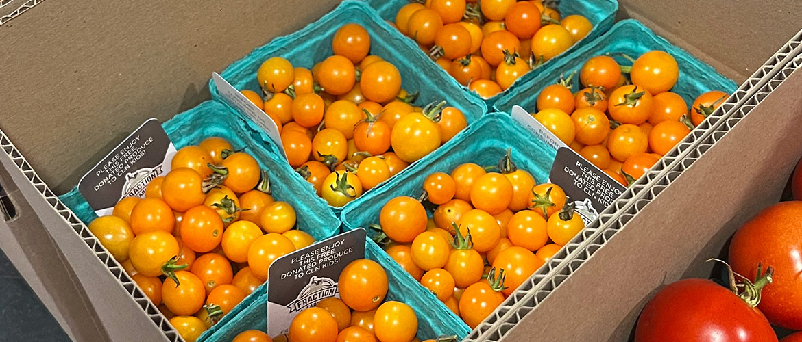 cartons of tomatoes